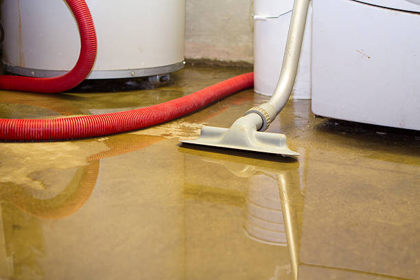 Best Mold removal after water damage  in Toast, NC